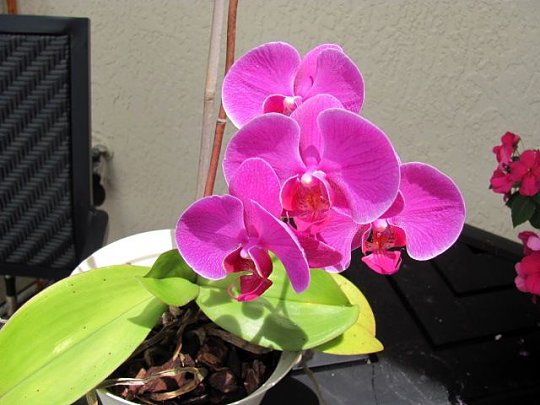 Click image for larger version

Name:	erics orchid.jpg
Views:	23
Size:	59.0 KB
ID:	18871