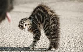 Name:  hackles up.jpg
Views: 586
Size:  10.3 KB