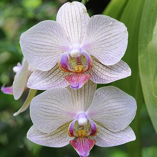 Click image for larger version

Name:	white orchid.jpg
Views:	68
Size:	178.9 KB
ID:	85333